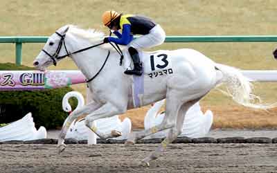 ﾏｼｭﾏﾛ 競走馬ﾌﾟﾛﾌｨｰﾙ Jra Van競馬情報